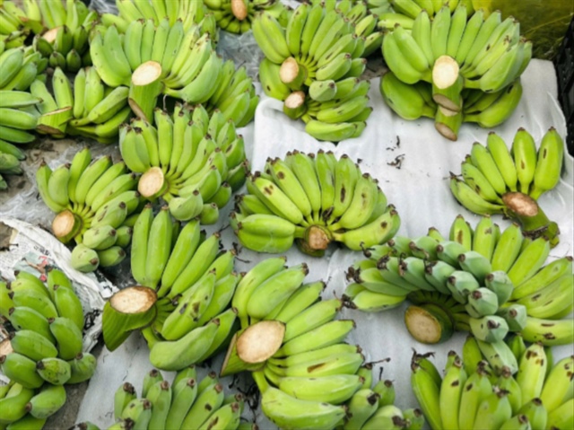 Dẫu giá tăng cao và nguồn hàng không dồi dào như mọi năm, chuối xanh vẫn là lựa chọn không thể thiếu trên mâm ngũ quả ngày Tết.