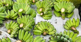 'Cháy hàng' chuối xanh lộc tài 700.000/nải