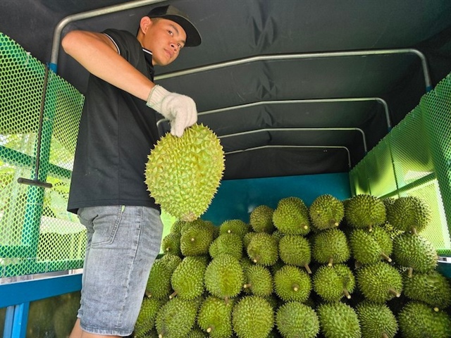 Giá sầu riêng tăng cao giúp nông dân phấn khởi ngay từ đầu năm mới.