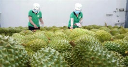 Giá sầu riêng tăng cao nhất 3 năm qua