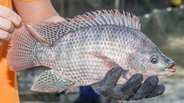 Việt Nam’s tilapia exports poised for further growth in 2026