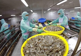 Việt Nam's shrimp exports gain dual boost from key markets