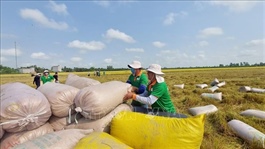 Philippines trims rice imports as Việt Nam enters peak harvest