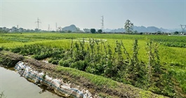 Mua đất nông nghiệp bằng giấy viết tay từ 2018, có được cấp sổ đỏ?