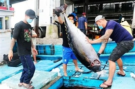 Tuna exports rise by 13 per cent in Jan 2026