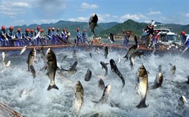 Lãnh đạo ANV thông báo mua thêm 1 triệu cp, thị giá tăng trần