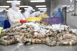 Tariff shock from the US increases risks for Việt Nam’s shrimp exports