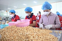 Việt Nam’s cashew sector braces for challenges in 2026 amid global uncertainties