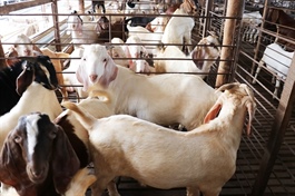 Đồng Tháp farmers expand goat herds as prices rise