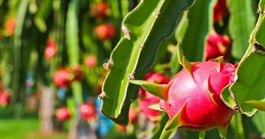 Bộ Nông nghiệp và Môi trường nói gì về tần suất kiểm tra của EU với thanh long từ Việt Nam?