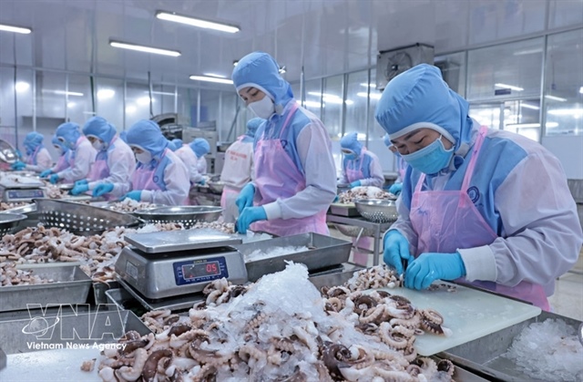 Squid, octopus exports pick up early in 2026