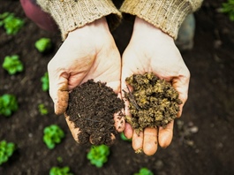 Tín chỉ carbon đất: Biến diện tích canh tác thành tài sản xanh sinh lời