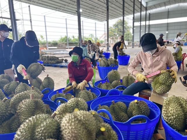 Sầu riêng Việt Nam đang thu hoạch trùng thời điểm với Thái Lan, khiến thị trường có sự thay đổi về cung - cầu, giá cả. Ảnh: THU HÀ