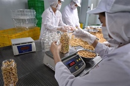 Việt Nam’s cashew industry faces raw material supply challenges