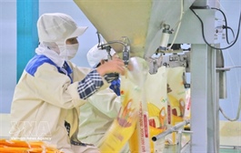 Việt Nam’s rice exports to Senegal surge nearly 30-fold