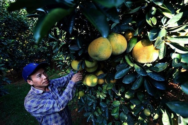 Australia announces import conditions for Vietnamese pomelos