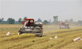 Rice export value falls despite steady volumes in Q1