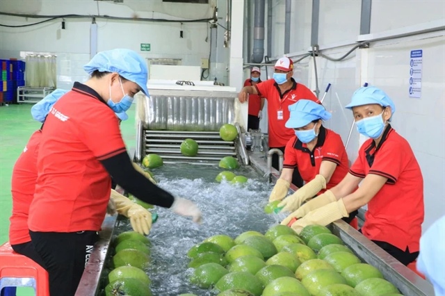 Công nhân sơ chế bưởi da xanh trước khi xuất khẩu. Ảnh: Quang Huy - Hải Dương