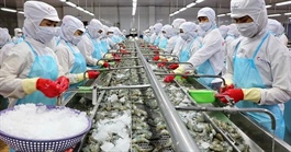 Chuyển đổi ngành tôm: Từ tăng trưởng nhanh đến phát triển bền vững