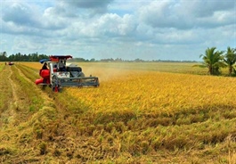Cà Mau’s specialty Tài Nguyên rice seeks global markets