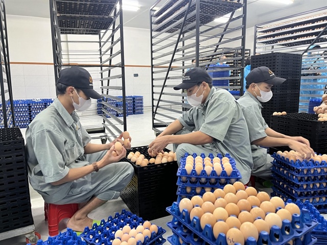 Giá thành sản xuất chăn nuôi công nghiệp hiện đại phải từ 1.600- 1.650 đồng/quả trở lên mới đảm bảo lợi nhuận.