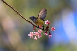 “Chim sợ cành cong”: Lực cản vô hình của thị trường chứng khoán