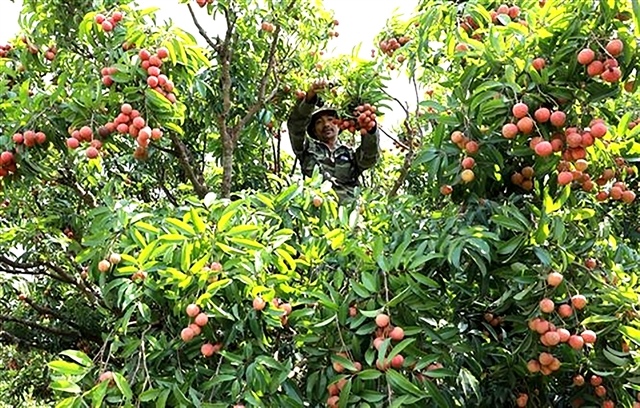 Bắc Ninh to promote lychee consumption