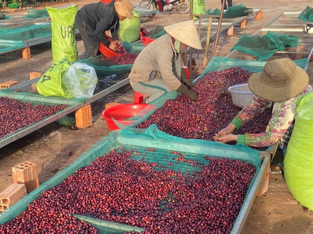 Dự báo giá cà phê nhân xô trong nước sẽ tiếp tục giữ quanh mốc 90.000 đồng/kg. Ảnh. QUANG BÌNH
