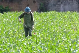 Pesticide rules redraw Việt Nam farm trade