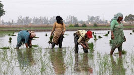 Cú sốc với nông dân Việt Nam, Thái Lan và Ấn Độ