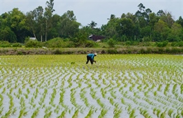 Rice shrimp model delivers dual gains in Mekong Delta