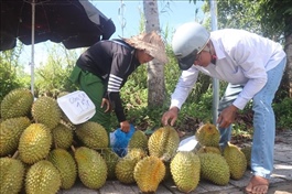 Mekong Delta durian prices plummet as peak season nears