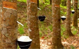 Một doanh nghiệp cao su bất ngờ tăng trần 5 phiên, HOSE yêu cầu giải trình