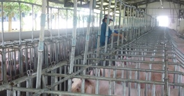 Giá heo hơi hôm nay, 13-5: Miền Bắc tăng tới 8.000 đồng/kg sau một tuần