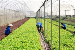 Cooperatives call for removal of obstacles for digital transformation