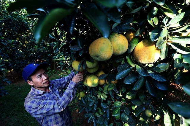 Innovation, farmers’ knowledge key to driving fruit exports