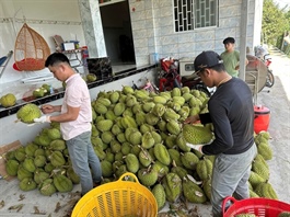 Đồng Tháp seeks support for durian, jackfruit testing to sustain exports