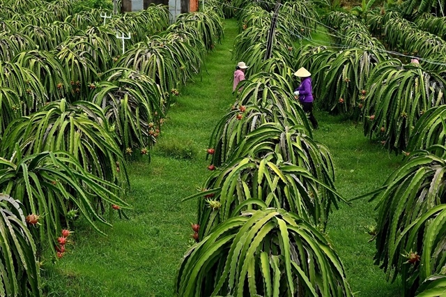 Lâm Đồng seeks to boost quality of dragon fruit exports