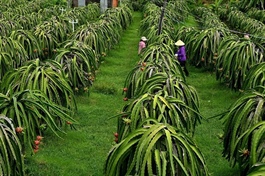 Lâm Đồng seeks to boost quality of dragon fruit exports