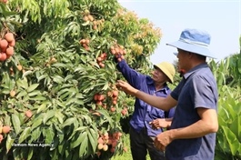 Bắc Ninh promotes lychee tourism with 36 model orchards