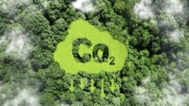 Ministry establishes monitoring framework for carbon market