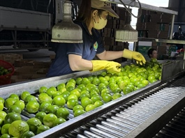 Việt Nam’s pomelos and lemons gain official export access to China