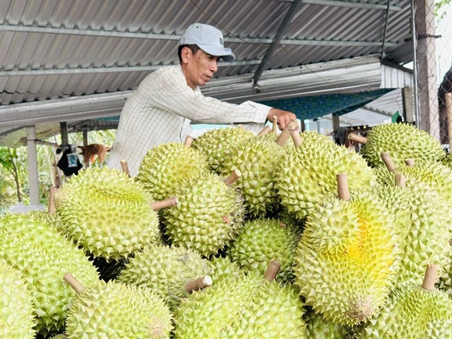 Chỉ trong 4 tháng đầu năm 2026, xuất khẩu sầu riêng đã ghi nhận nhiều tín hiệu khởi sắc cả về sản lượng lẫn giá trị.