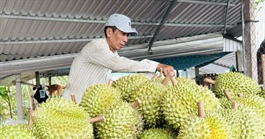 Xuất khẩu sầu riêng tăng khủng hơn 200%
