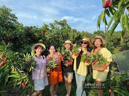 Bắc Ninh shifts lychee strategy toward quality and export value