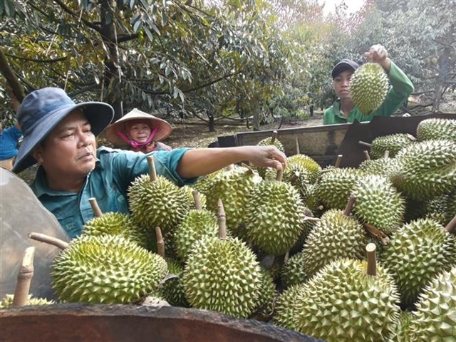 India to ease export requirements for Vietnamese durian
