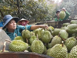 India to ease export requirements for Vietnamese durian