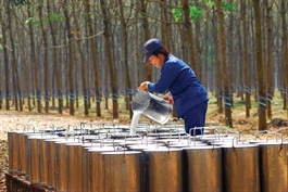 Rubber sector gains momentum from commodity rally and land windfall