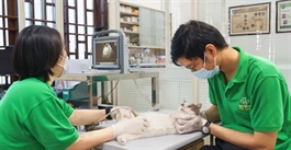 Rapid growth in Việt Nam's pet market exposes domestic gap