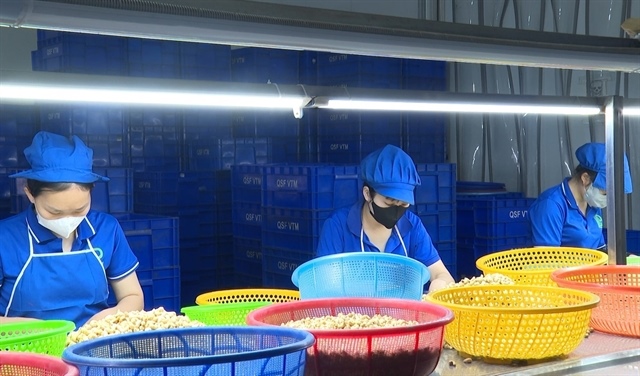 Cashew industry under pressure to move up value chain